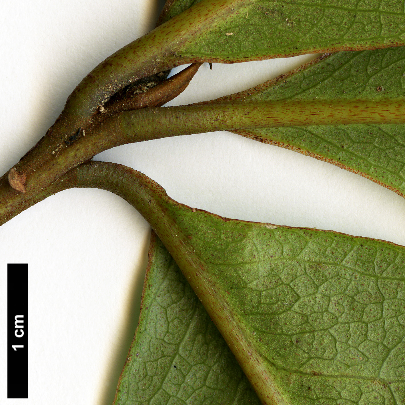 High resolution image: Family: Primulaceae - Genus: Heberdenia - Taxon: excelsa